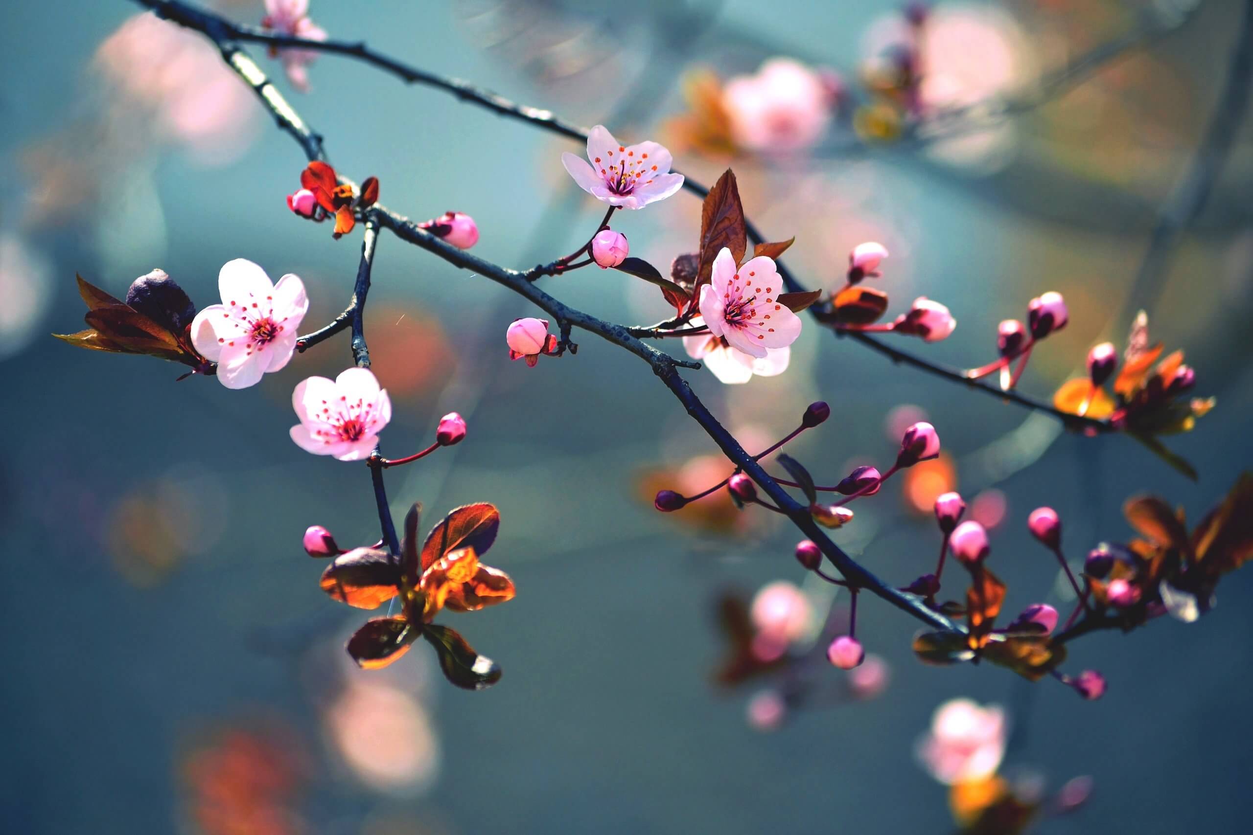 Beautiful,Flowering,Japanese,Cherry,-,Sakura.,Background,With,Flowers,On