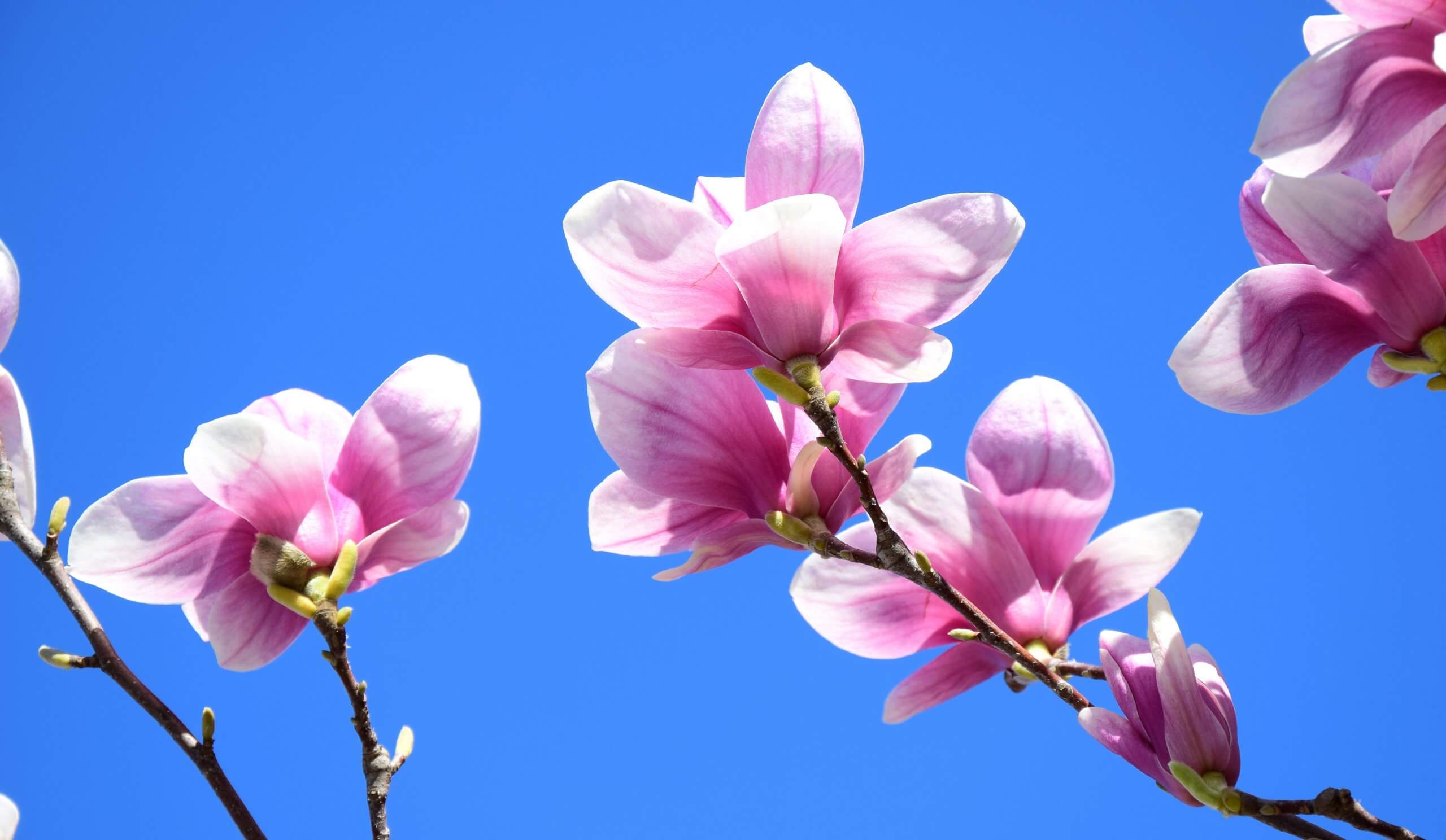 Magnolia,Flowers,Of,A,Magnolia,Tree,In,Spring